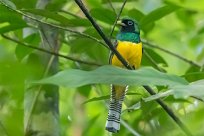 Trogón amarillo (Trogon aurore) Golfo Dulce - Costa Rica