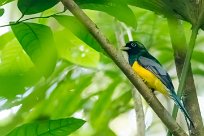 Trogón amarillo (Trogon aurore) Golfo Dulce - Costa Rica