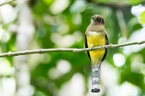 Trogón amarillo (Trogon aurore) Tarcoles - Costa Rica