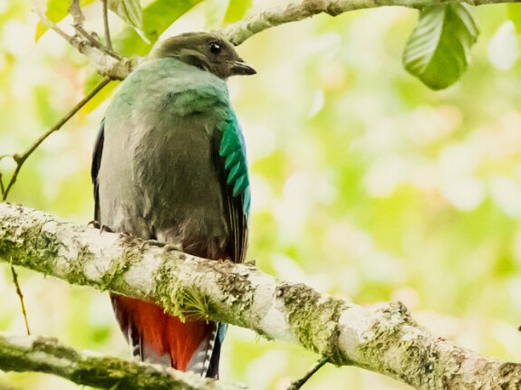 Quetzal resplendissant