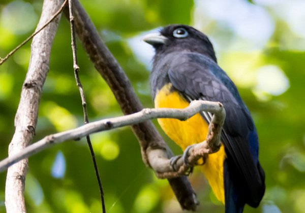 Trogon à tête noire