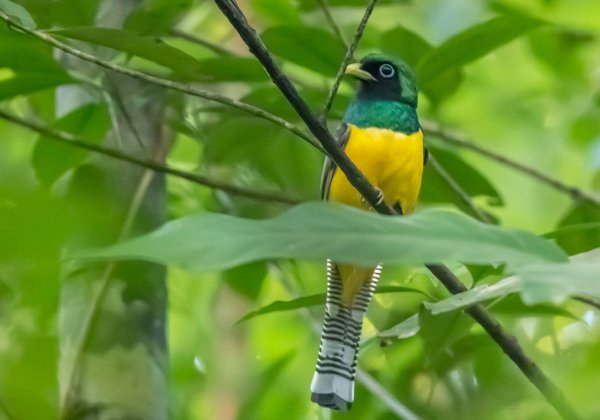 Trogon aurore