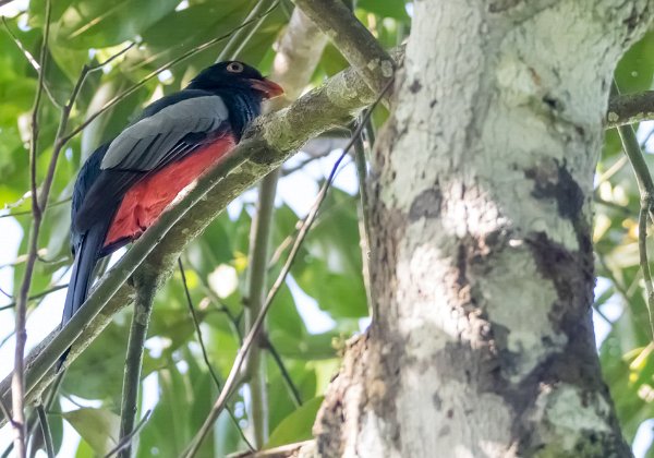 Trogon de Masséna