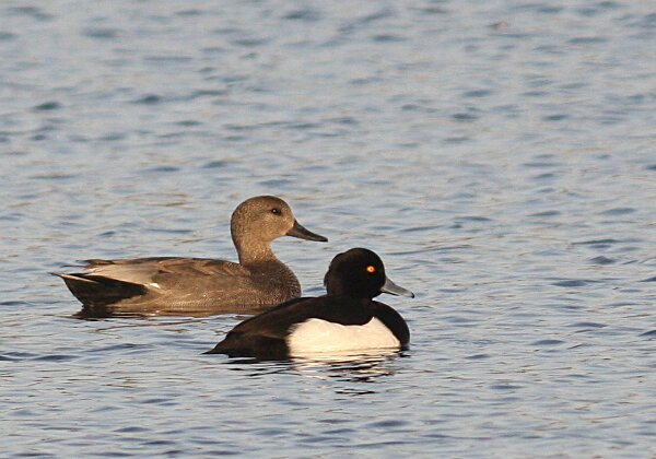 Ansériformes (canards et oies)