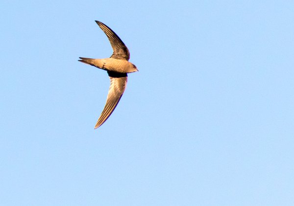 Apodiformes (Égothèles, Martinets, Colibris, Hémiprocnes)