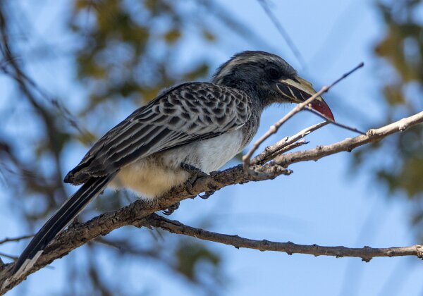 Bucérotiformes (calao, huppes)