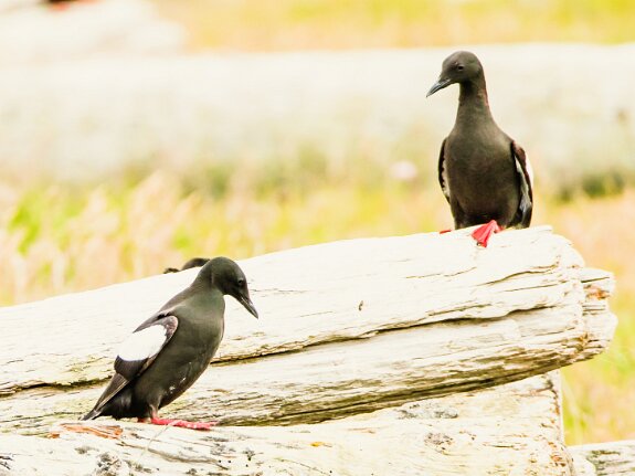 Charadriiformes (limicoles, oiseaux marins)