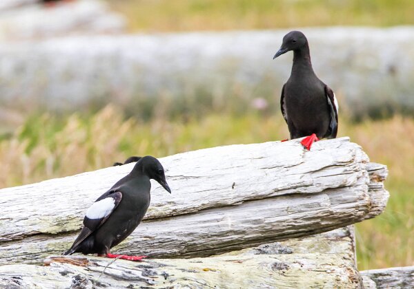Charadriiformes (limicoles, oiseaux marins)