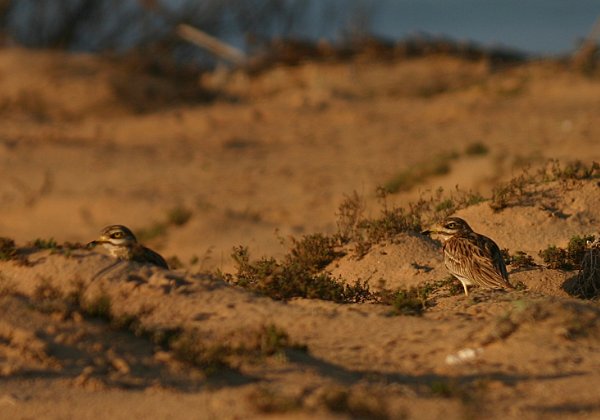 Charadriiformes (limicoles, oiseaux marins)