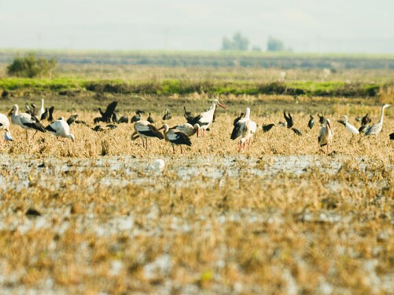 Ciconiiformes (becs ouverts, cigognes, jabirus, marabouts, tantales)