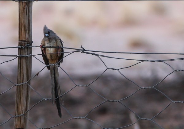 Coliiformes (coliou)