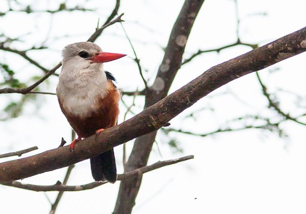 Coraciiformes (martins, rolliers, guêpiers)