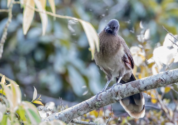 Galliformes (pintades, perdrix)