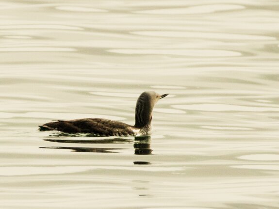 Gaviformes