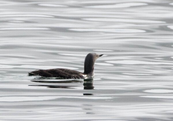 Gaviformes