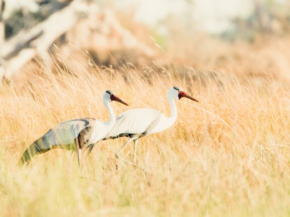 Gruiformes (grues, rales, foulques)