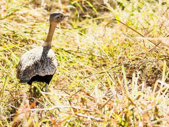 Otidiformes (outardes)
