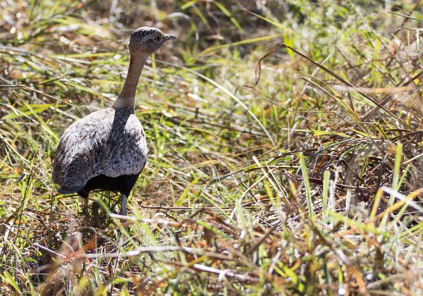 Otidiformes (outardes)