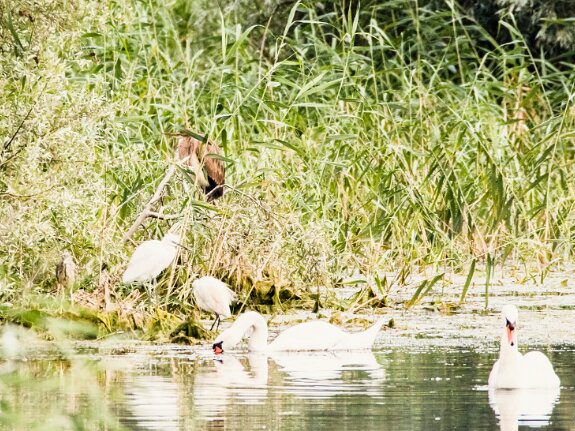 Pélécaniformes (hérons, pélicans, ibis, spatules)