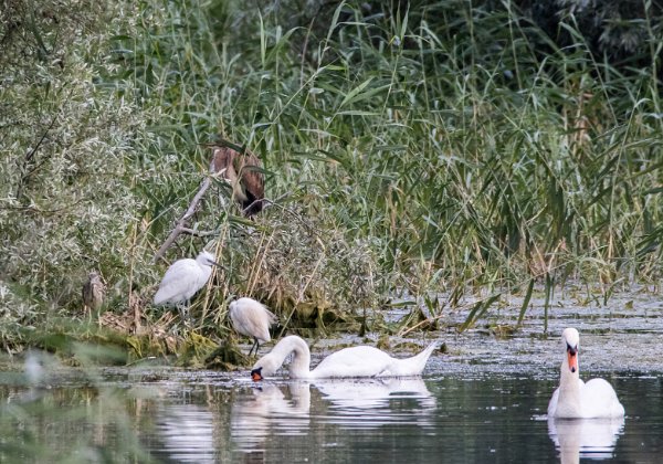 Pélécaniformes (hérons, pélicans, ibis, spatules)