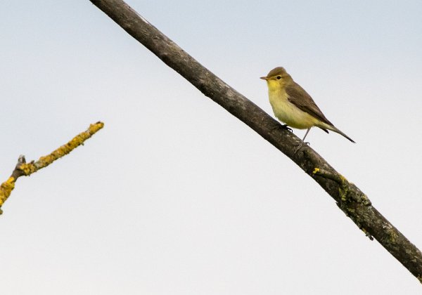 Passériformes (passereaux)