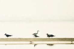 aigrette__sterne_01 null