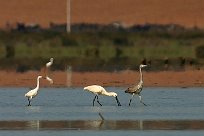 Aigrette, spatule et héron Aigrette, spatule et héron