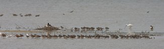 barge-tadorne_aigrette_01