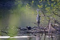 heron_cendre_foulque_macroule