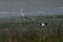 heron_cendre_nette_rousse