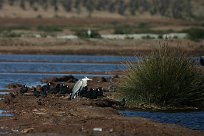 heron_foulque_macroule_01