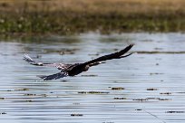 African Darter (Anhinga d'Afrique) African Darter (Anhinga d'Afrique)