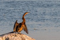 African Darter (Anhinga roux) Chobe River