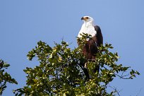 African Fish Eagle (Pycargue vocifère) Chobe River