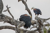 African Fish Eagle (Pycargue vocifère) Chobe River