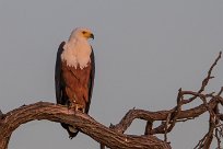 African Fish Eagle (Pycargue vocifère) Chobe River