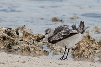 becasseau_sanderling_09-2