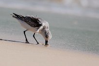 becasseau_sanderling_15-2