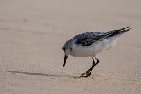 becasseau_sanderling_17-2