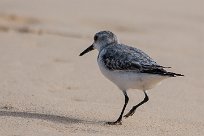 becasseau_sanderling_18-2