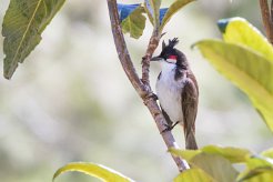 Bulbul orphée La Réunion