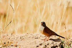 bruant_striole_sahari_06 null