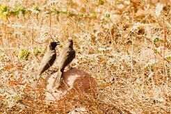 bulbul_des_jardins_17 null