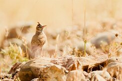cochevis_huppe_10 null