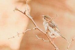 moineau_soulcie_06 null