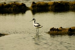avocette_elegante_01 null