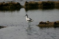 Avocette élégante Avocette élégante