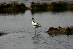 Avocette élégante Avocette élégante