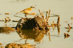 bergeronnette_printaniere_iberiae_01 null