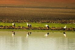 cigogne_blanche_08 null